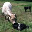 Cappucino & DeCalf