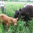 Bull Loney